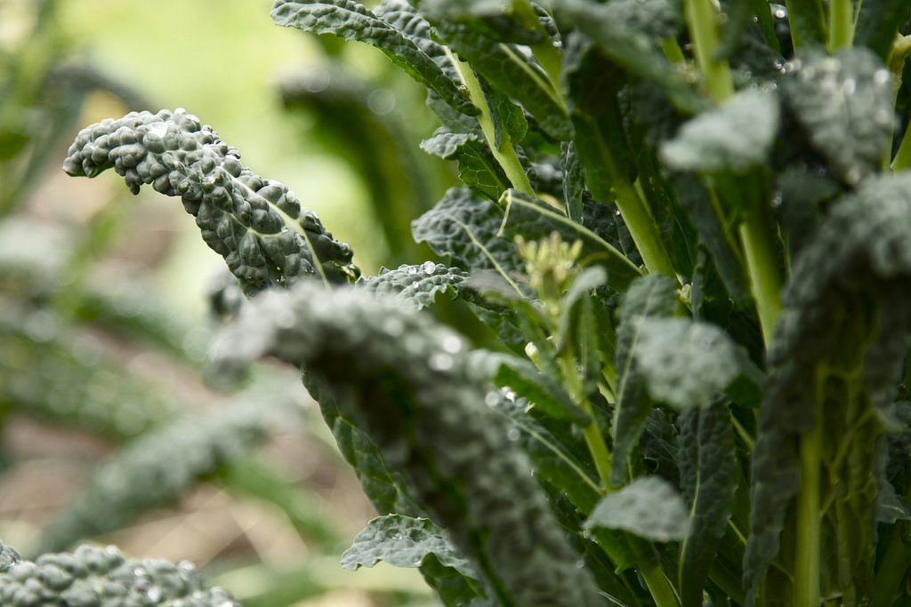 4959238879_bd45eb695f_b